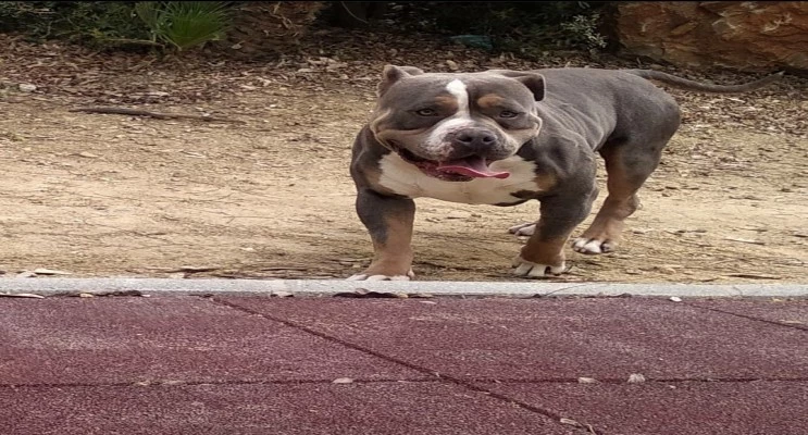 blue tricolor american bully