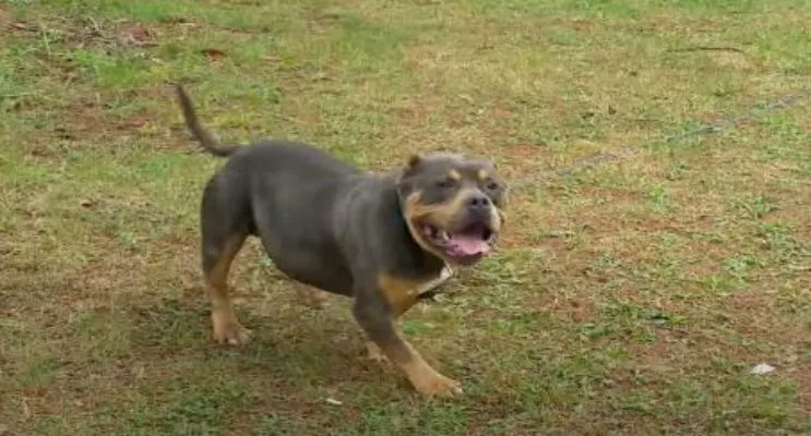 blue tricolor american bully