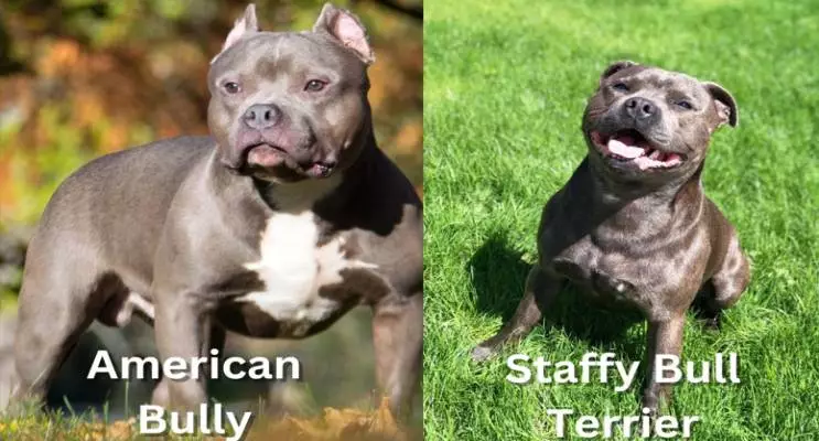 american bully vs staffordshire bull terrier