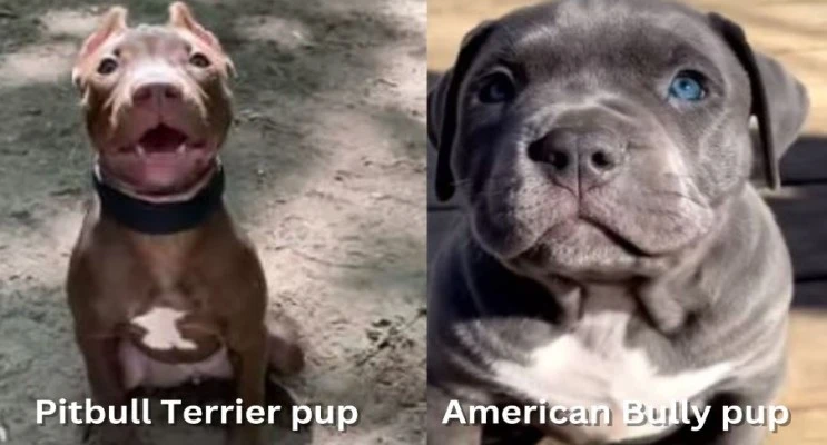pitbull vs american bully bite force