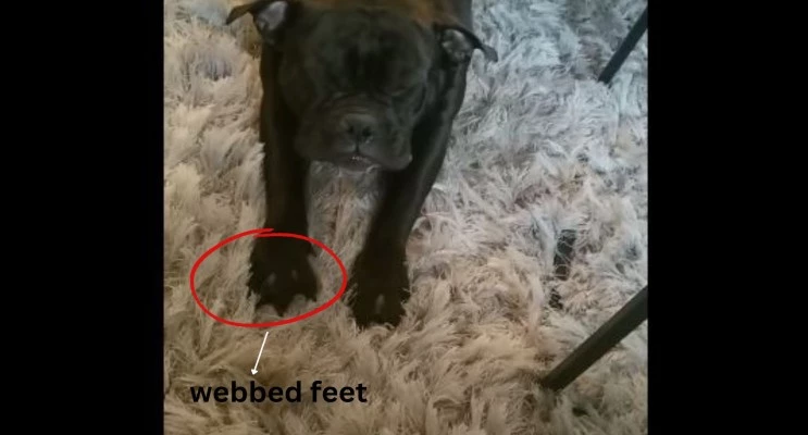 american bully webbed feet