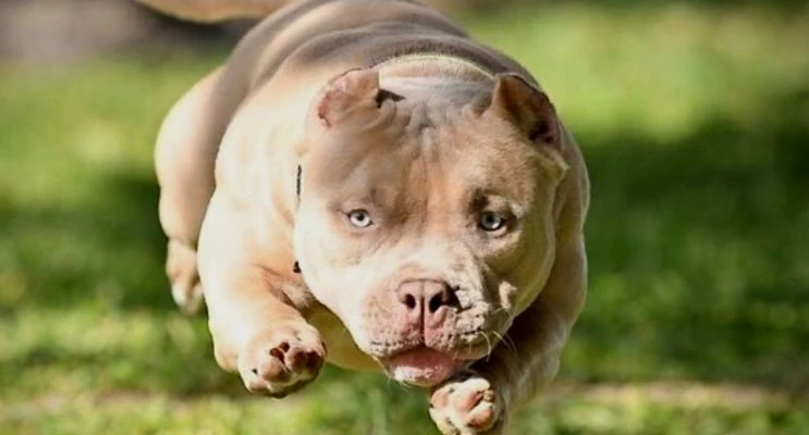 american bully physical mobility