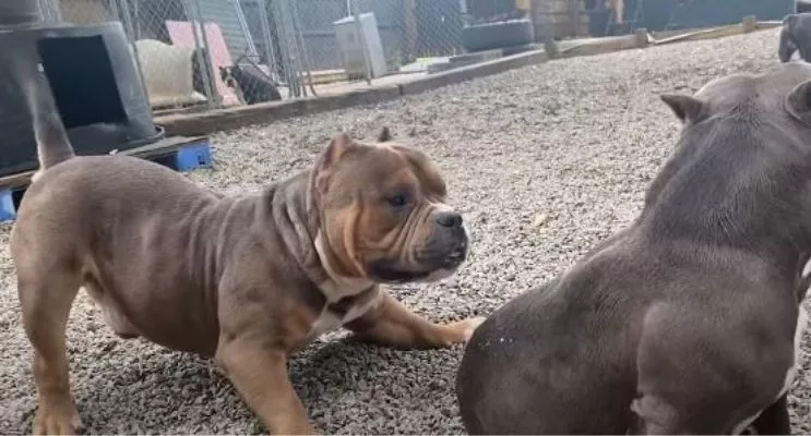 american bully playing