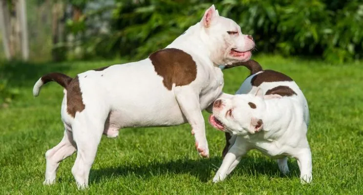 american bully dogs playing