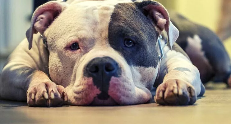 american bully lounging