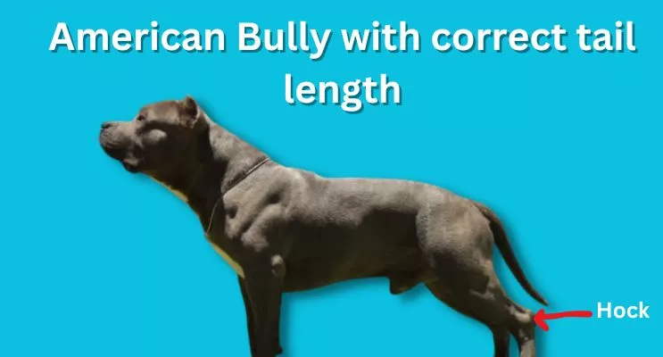 american bully side view