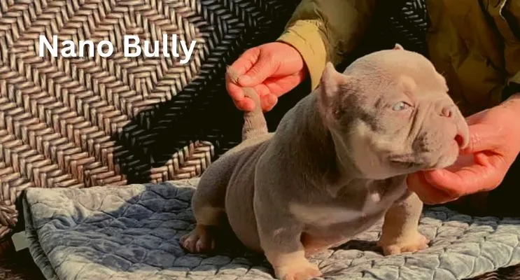nano bully breed