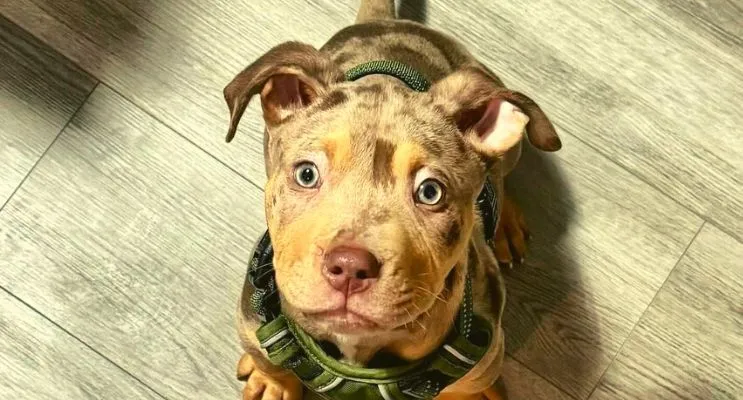 puppy wearing harness