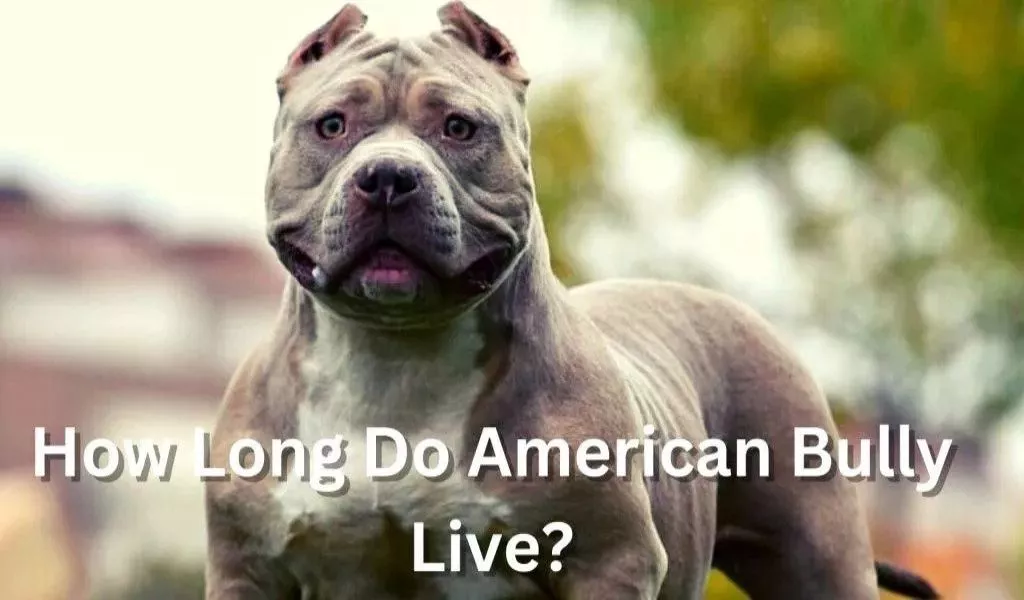 How Long Do American Bully Live