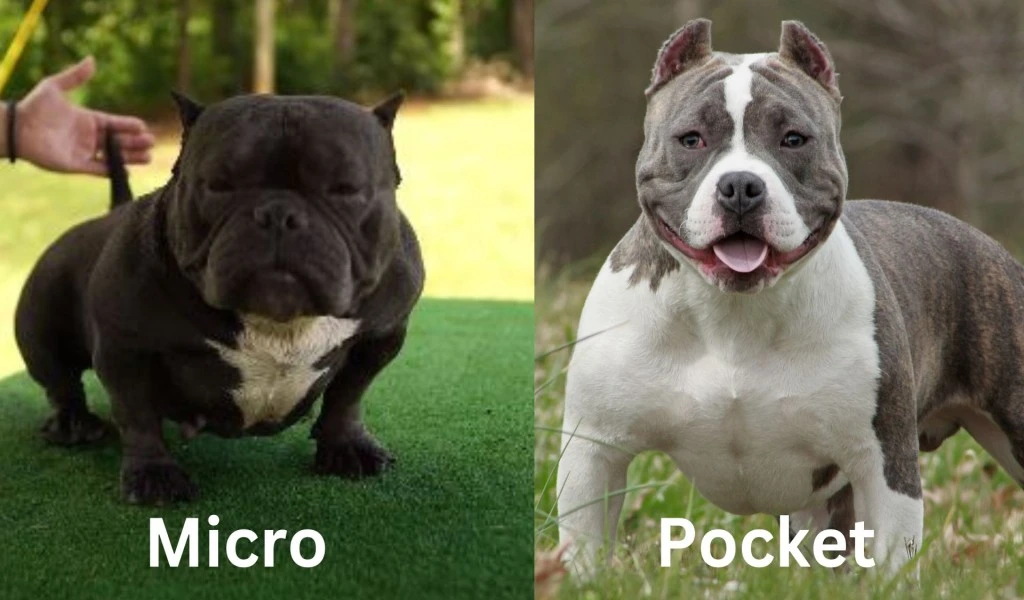Micro bully vs pocket bully