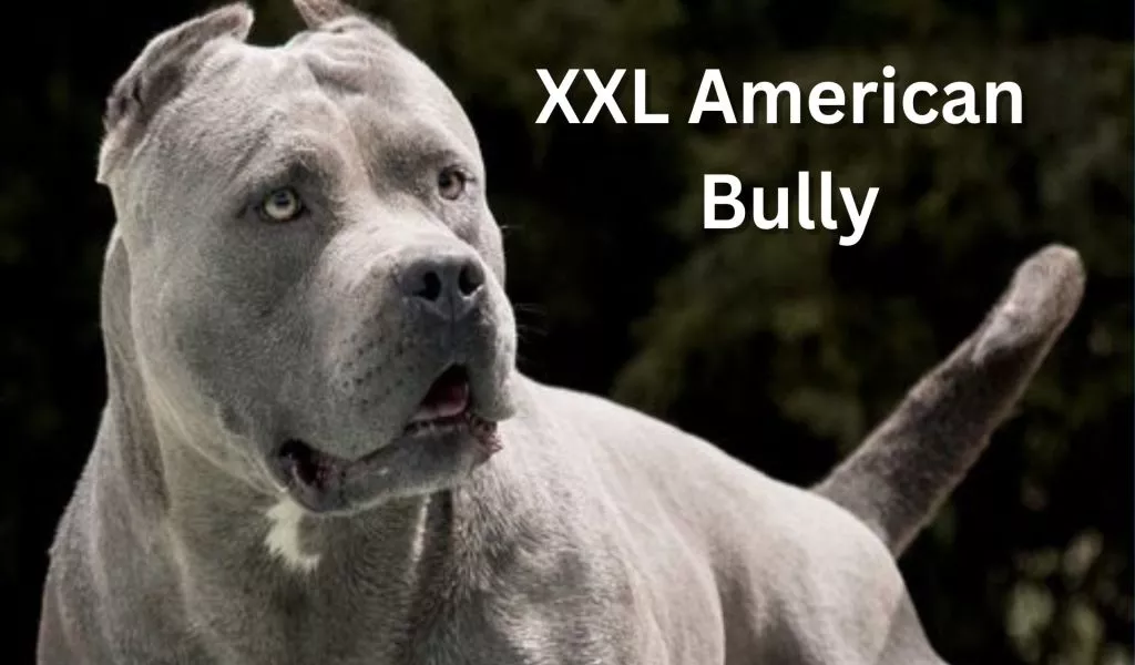 XXL American bully