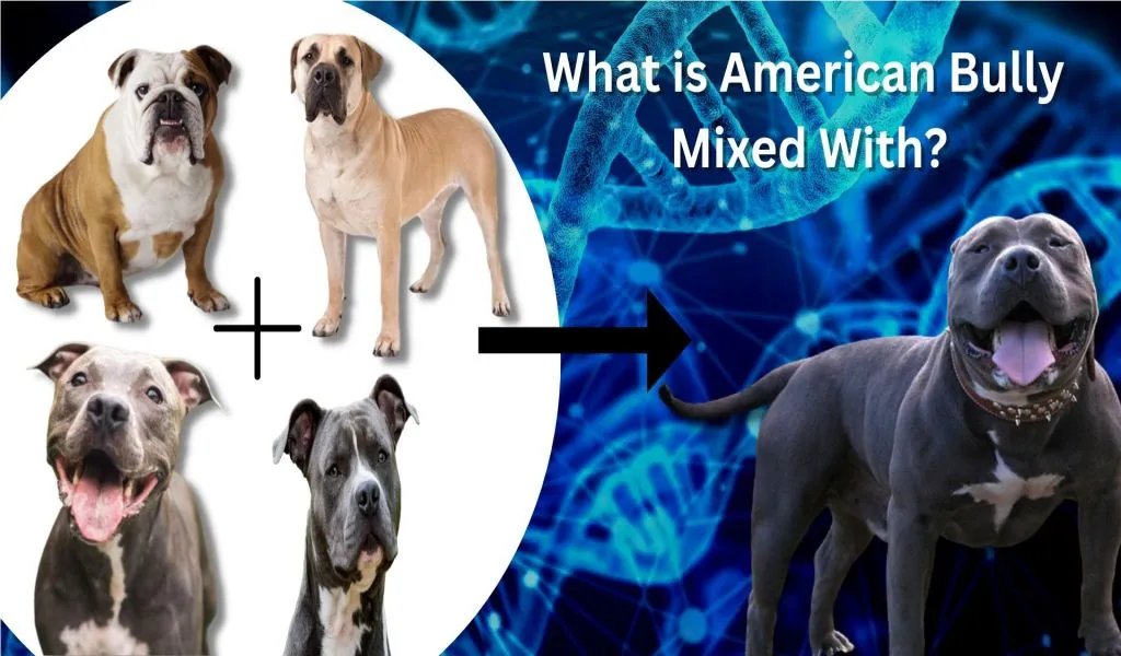 what is american bully mixed with