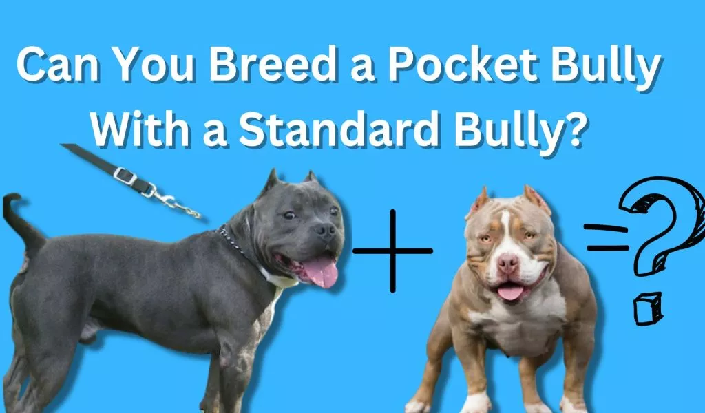 Can You Breed a Pocket Bully With a Standard Bully