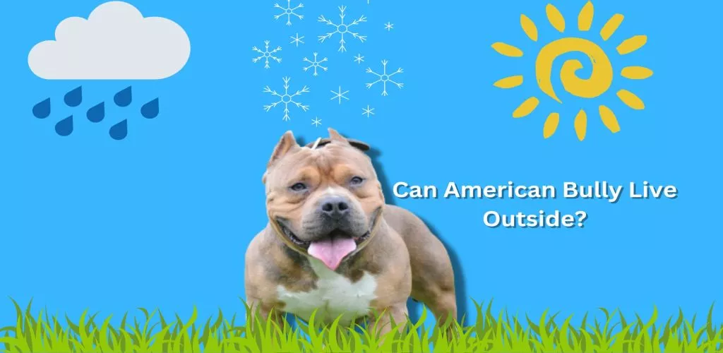 can american bully live outside