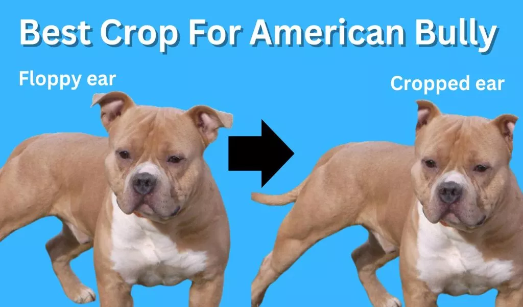 American Bully Ear Crop