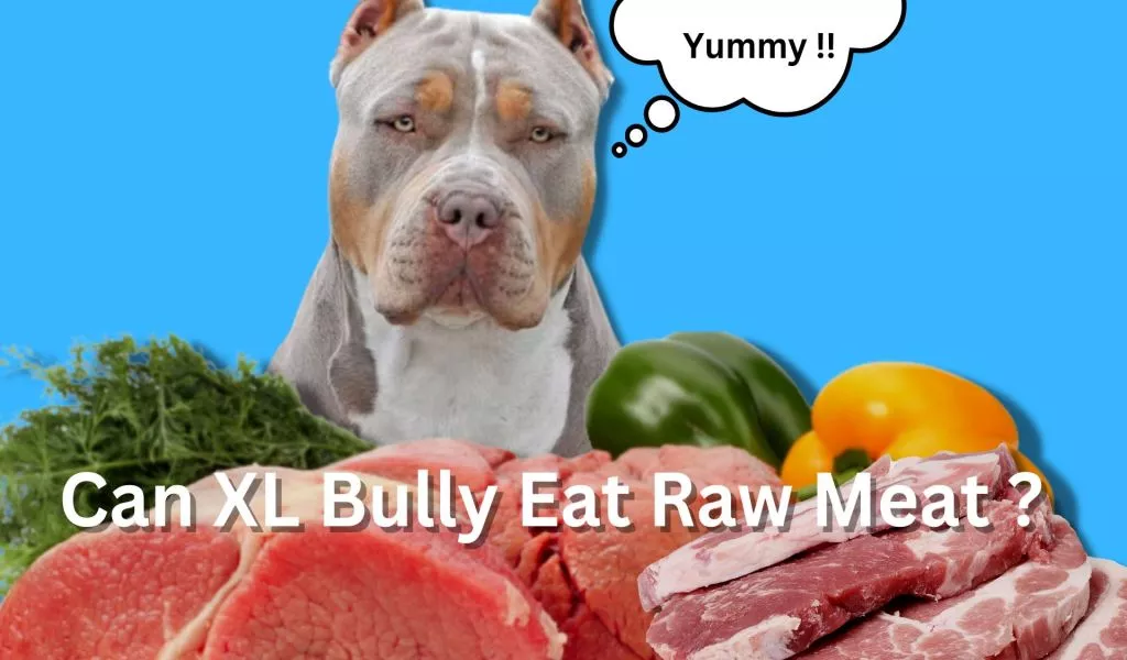 Can XL Bully Eat Raw Meat