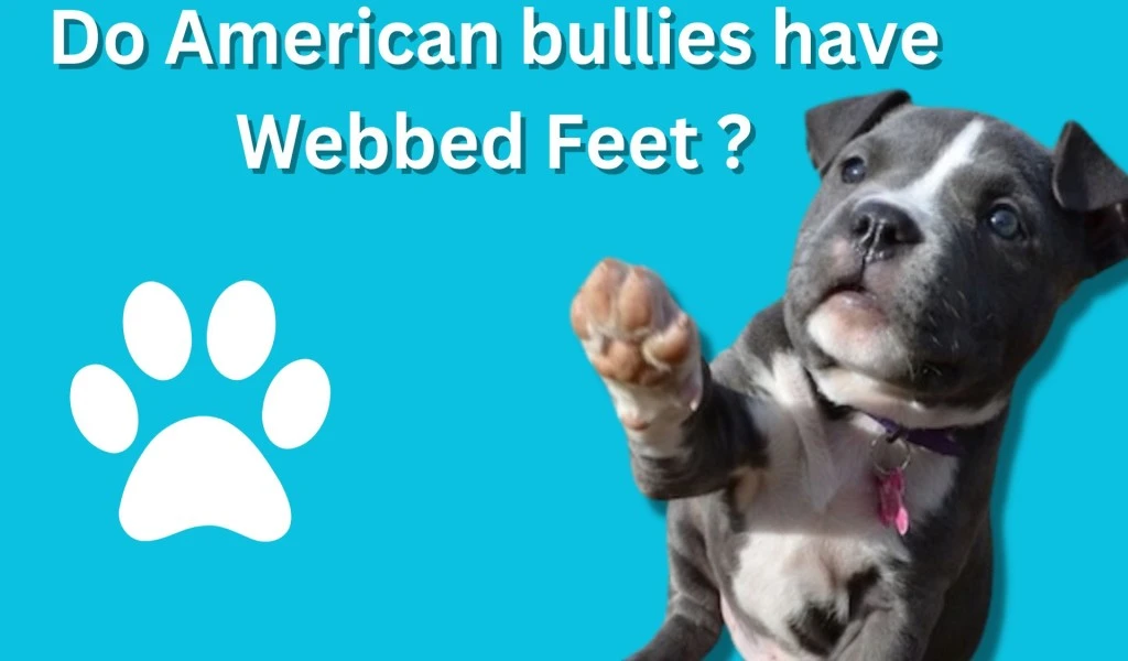 Do american bullies have webbed feet