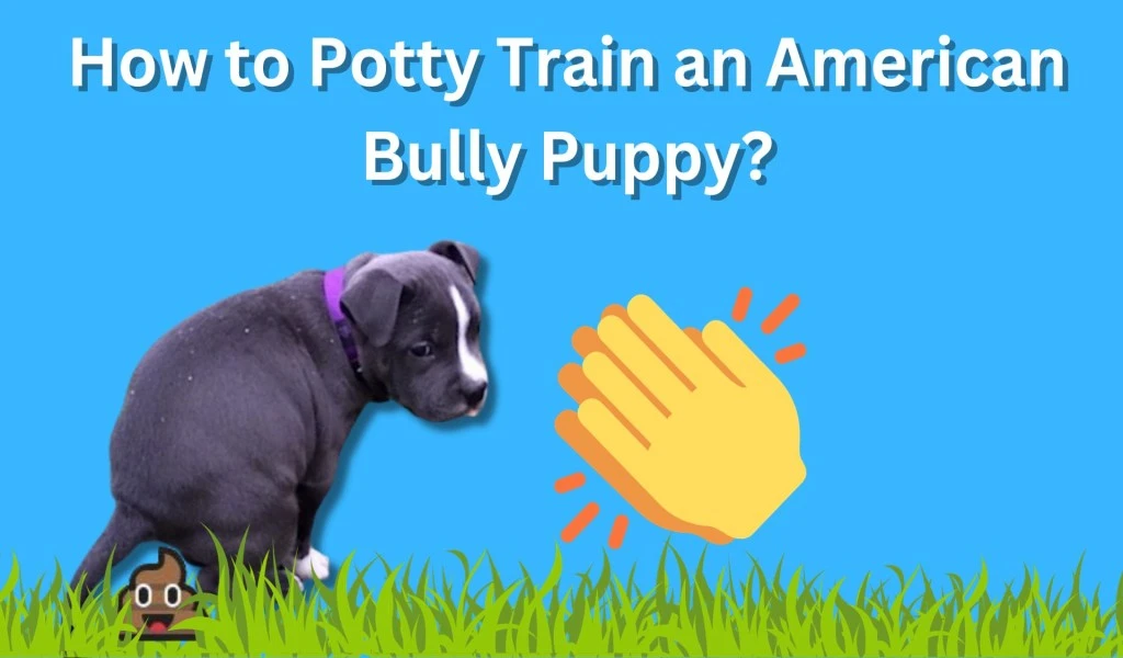 How to Potty Train an American bully puppy