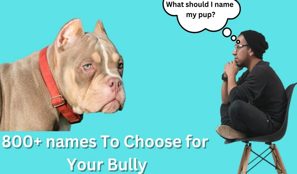 names for american bully