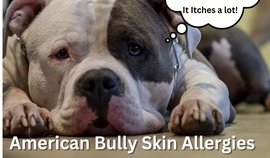 american bully skin allergies
