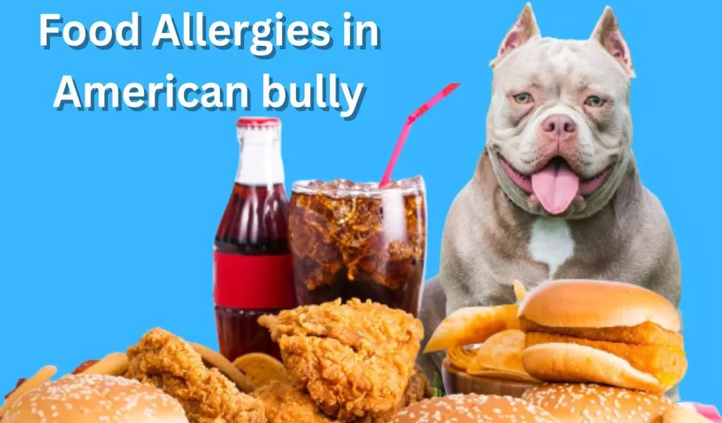 food allergies in american bully