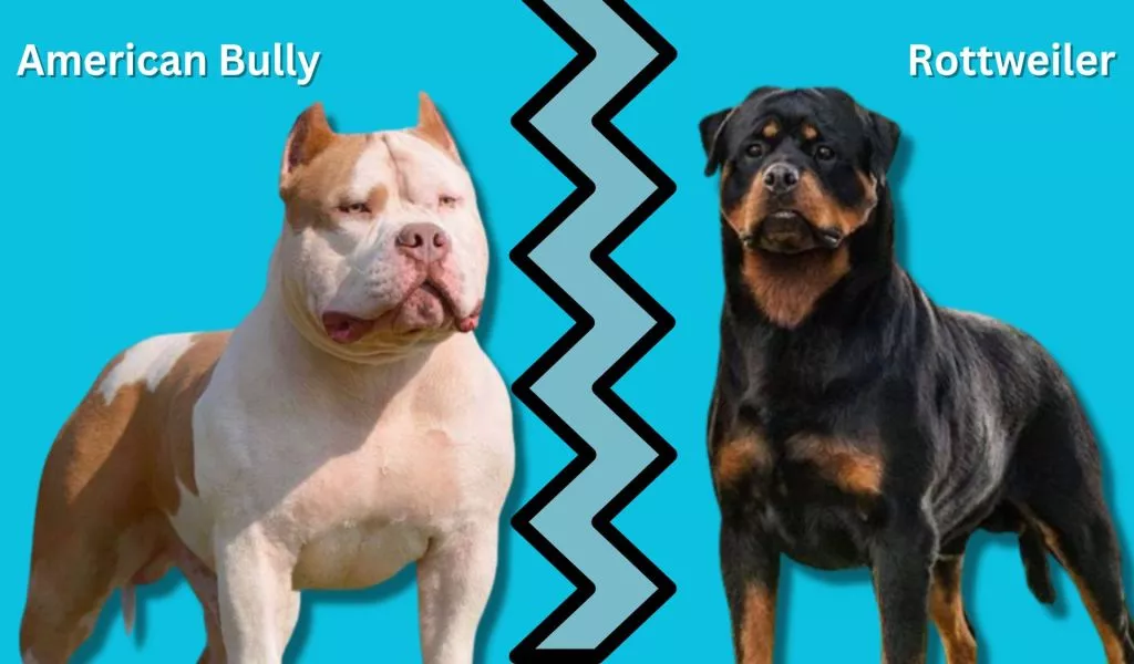 American bully vs rottweiler
