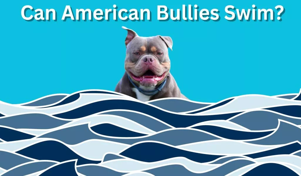 Can American Bullies Swim
