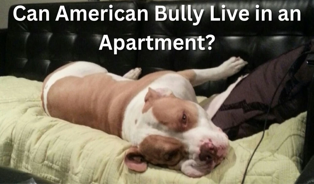 Can American Bully Live in an Apartment