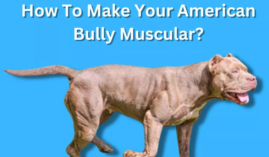 How to make your american bully muscular