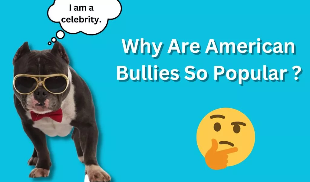 Why Are American Bullies So Popular