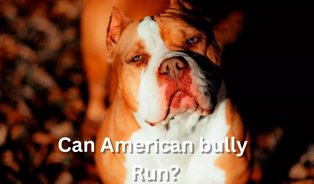 can american bully run