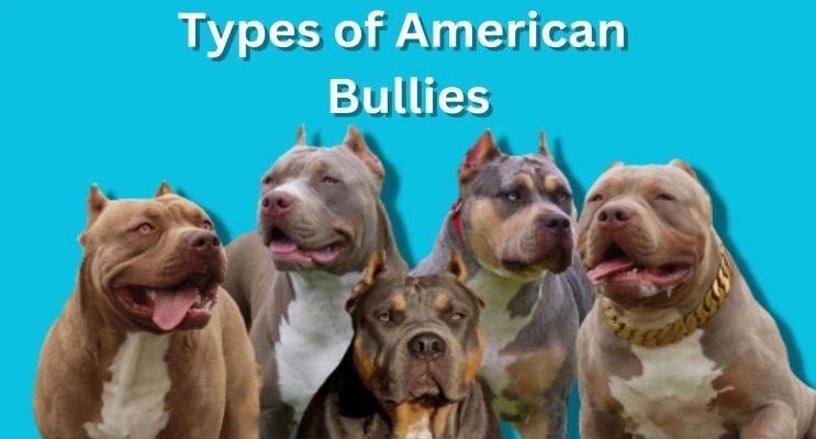 Classic American Bully: The Complete Guide! - americanbullypedia.com