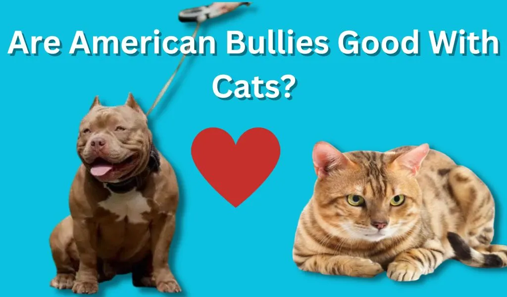 Are American Bullies Good With Cats