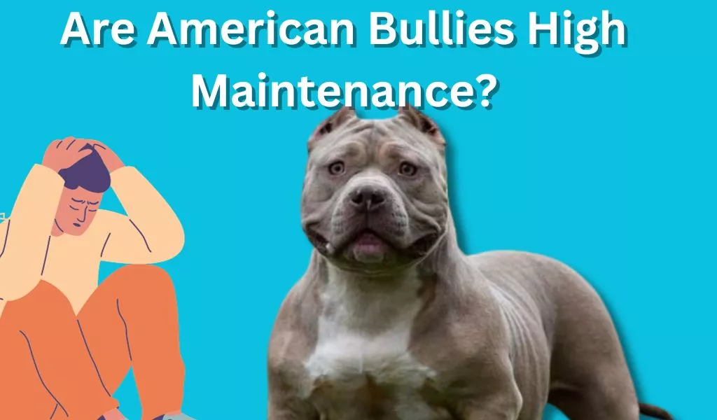 Are American Bullies High Maintenance