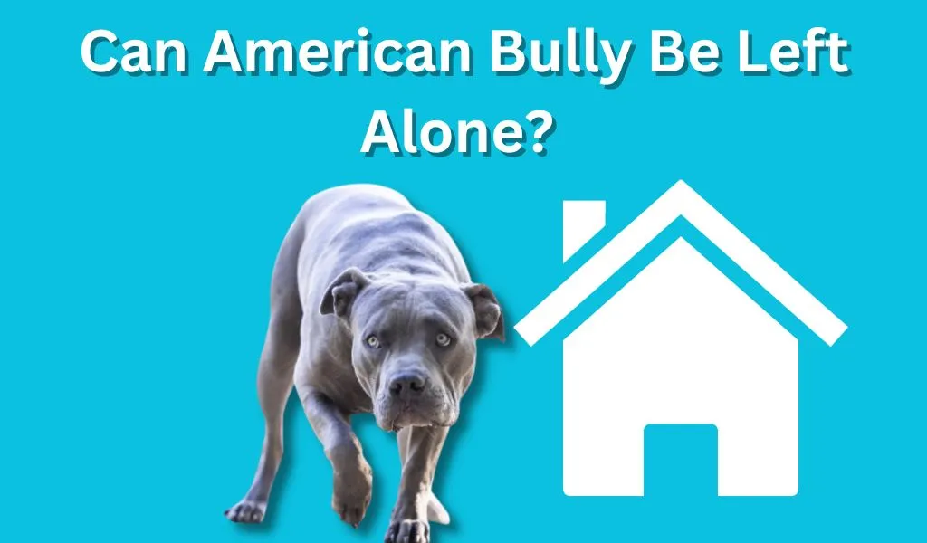 Can American Bully Be Left Alone