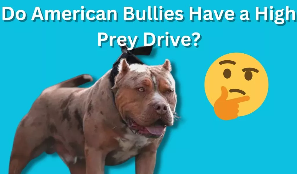 Do American Bullies Have a High Prey Drive