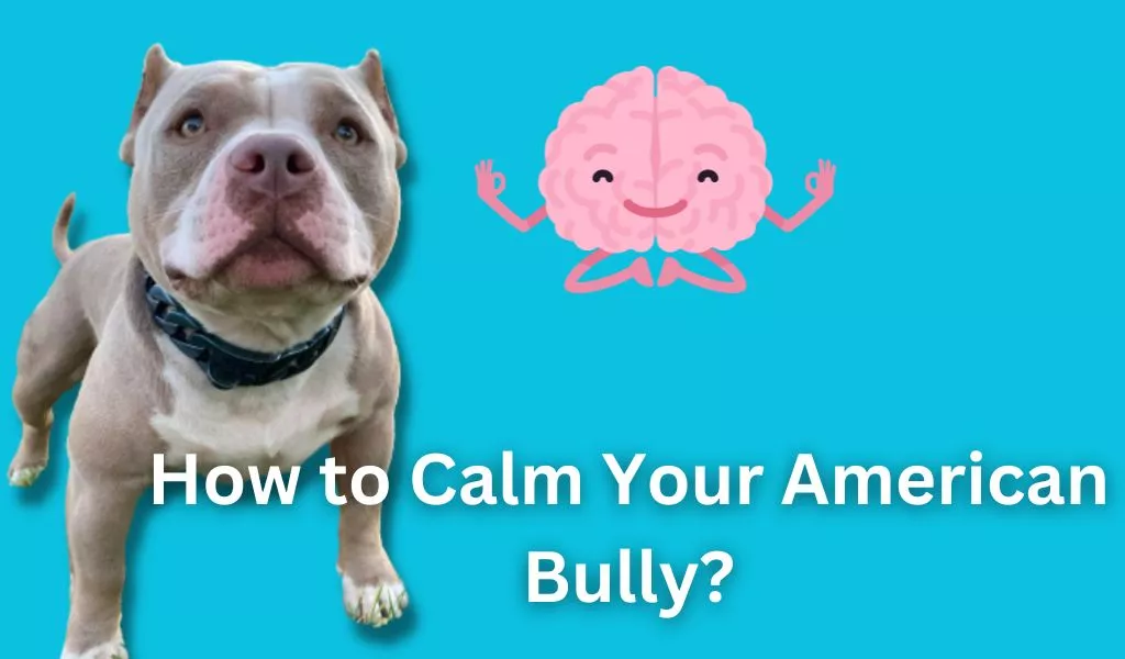 How to Calm down an American Bully