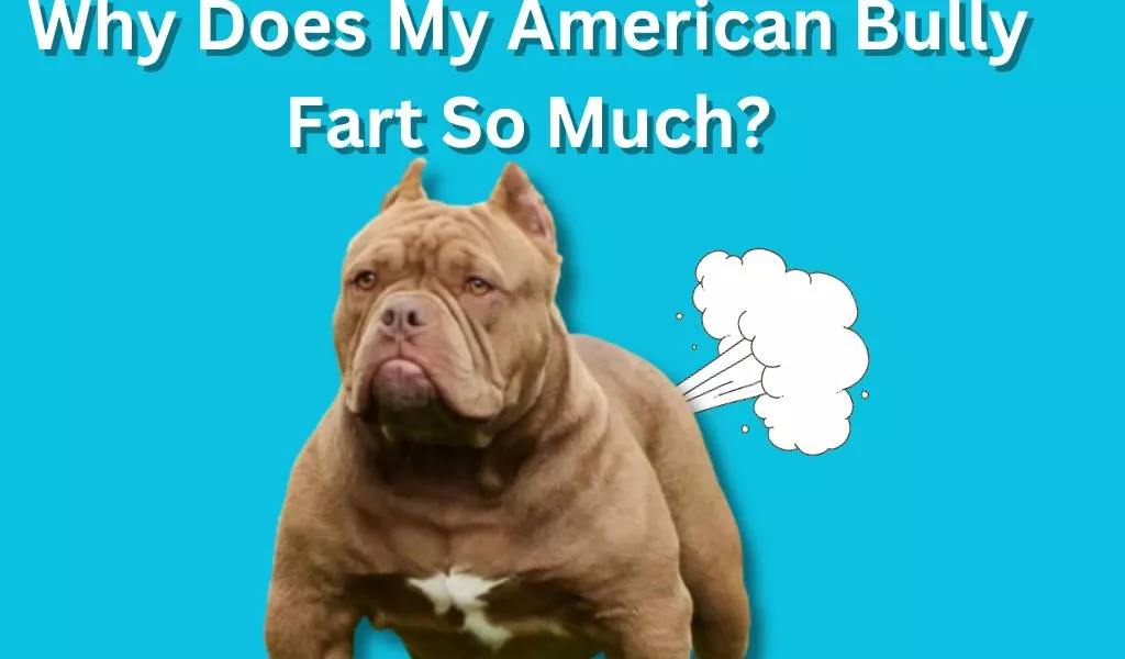 Why Does My American Bully Fart So Much