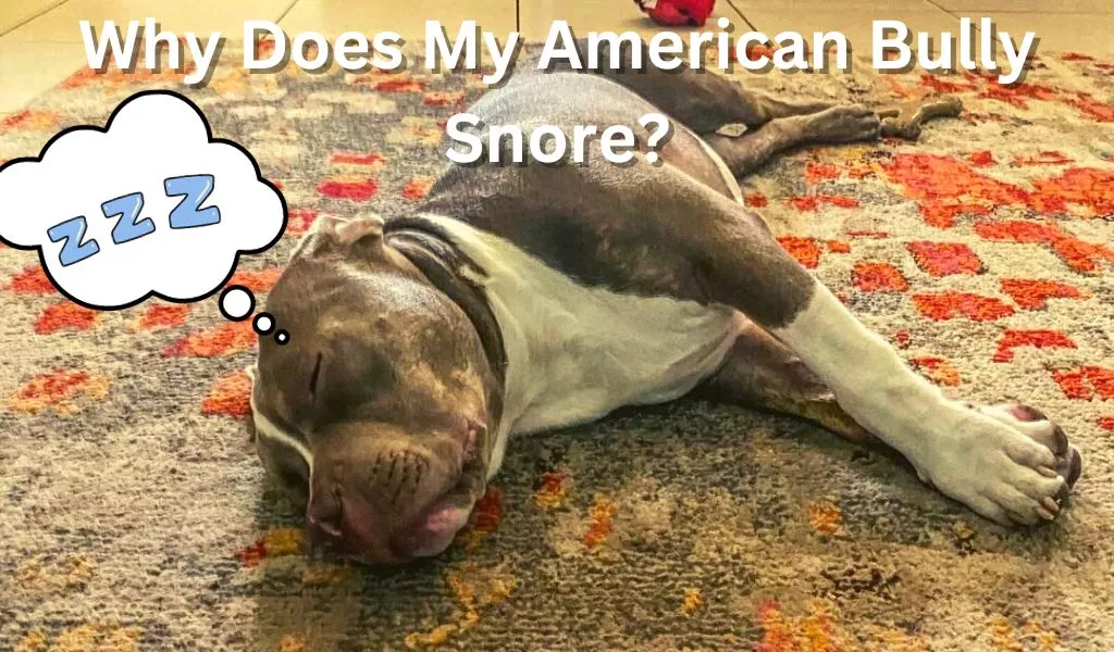 Why Does My American Bully Snore