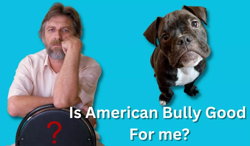 Are American Bullies Good For First-Time Owners