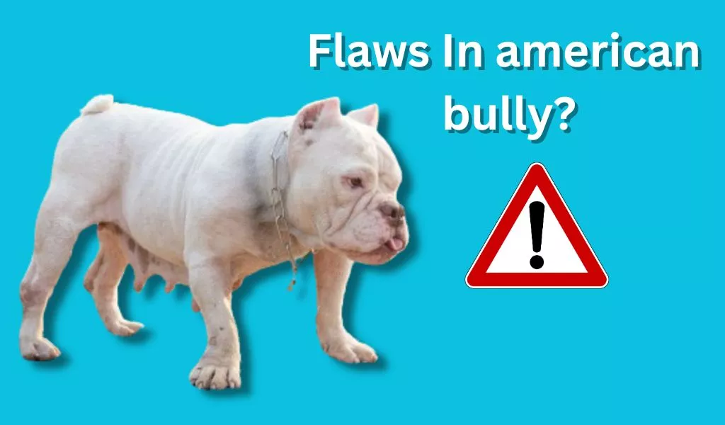 Fix Flaws In The American Bully