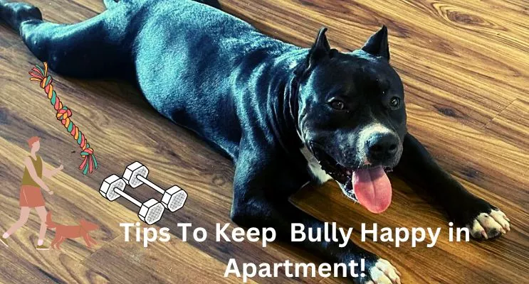 Tips To Keep American Bully Happy In Apartment