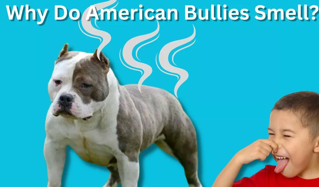 Why Do American Bullies Smell