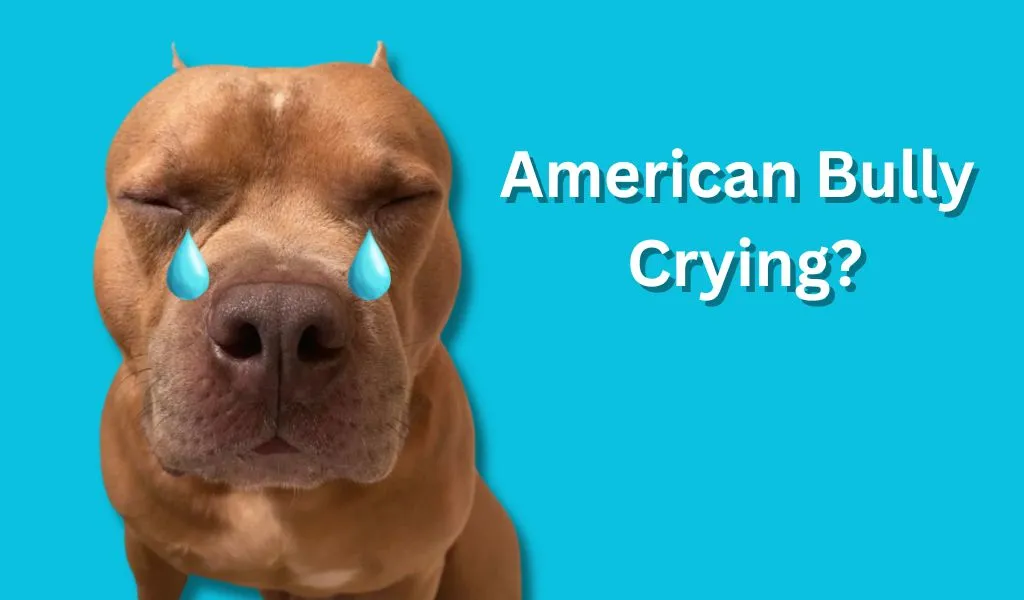 American bully crying