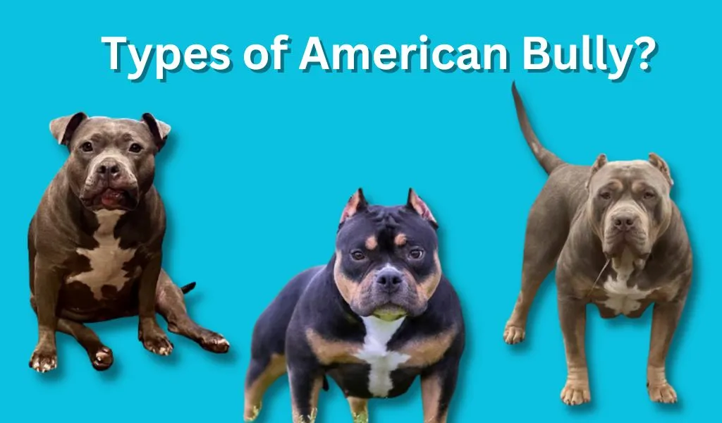 American bully types