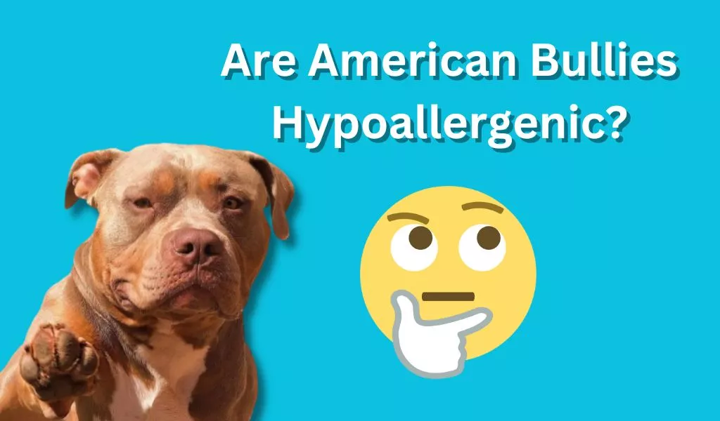 Are American Bullies Hypoallergenic