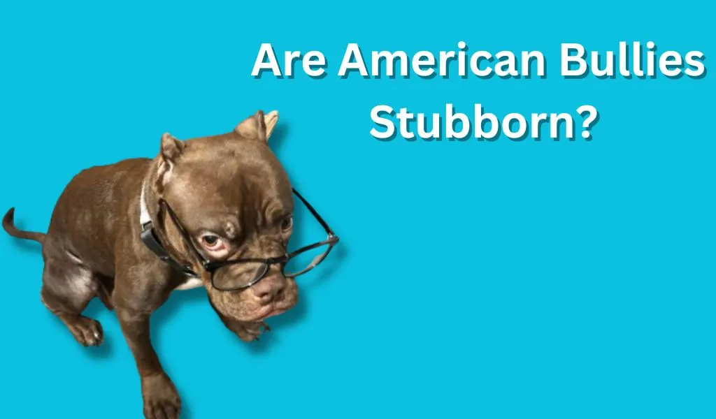 Are American Bullies Stubborn