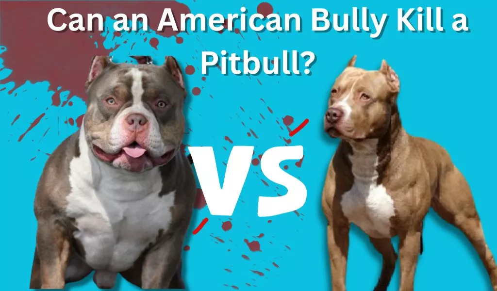 Can an American Bully Kill a Pitbull