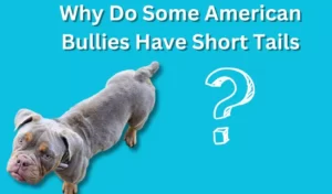 Why Do Some American Bullies Have Short Tails