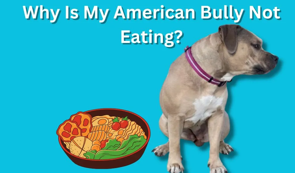 Why Is My American Bully Not Eating